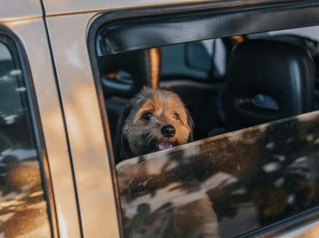 Luxury Pet Travel 1