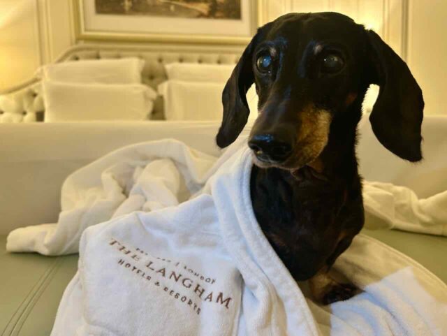 Pet-Friendly Langham Sydney