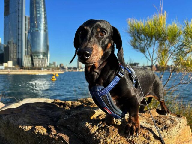 Schnitzel at Barangaroo