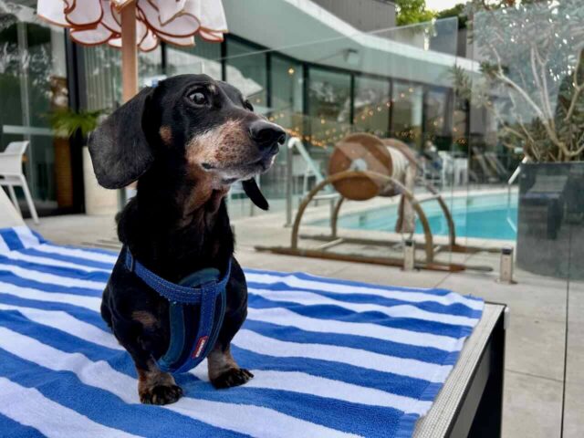 Dog-Friendly Bannisters Pavilion
