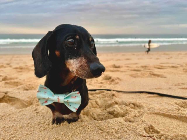Dog on Mollymook Beach