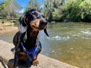 Dog-Friendly Weekend Bright